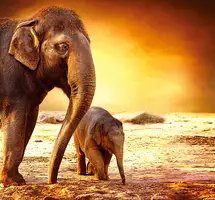 Animals